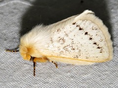 Phiala