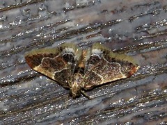 Pyralis albilautalis