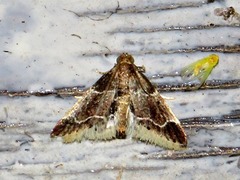 Pyralis albilautalis