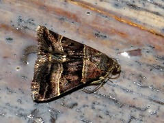 Eulocastra hypotaenia