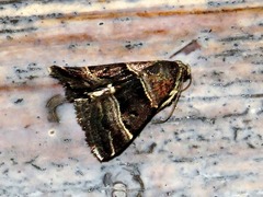 Eulocastra hypotaenia