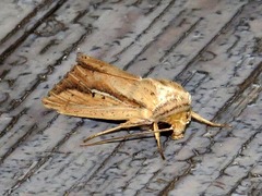 Mythimna tacuna