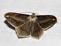 Chiasmia simplicilinea