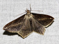 Chiasmia simplicilinea