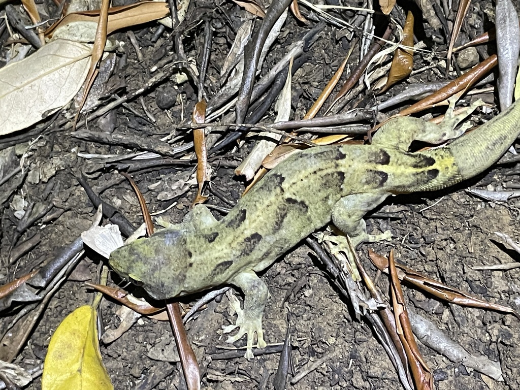 Lord Howe Island Marbled Gecko in January 2021 by lukehalpin · iNaturalist