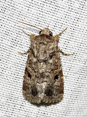 Spodoptera triturata