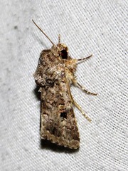 Spodoptera triturata
