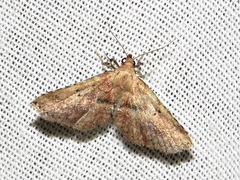 Cerynea thermesialis