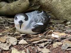 Pterodroma cervicalis