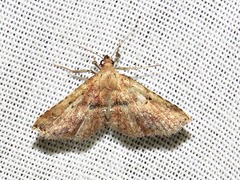 Cerynea thermesialis