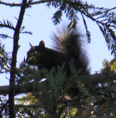Sciurus carolinensis