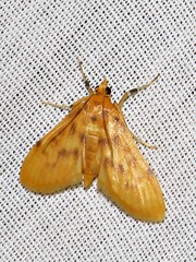 Archernis flavidalis