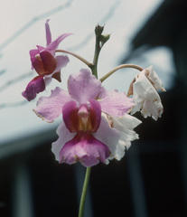Papilionanthe