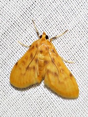 Archernis flavidalis