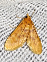Archernis flavidalis