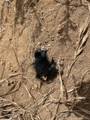 Porphyrio melanotus