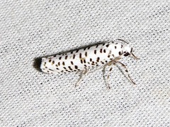 Yponomeuta strigillatus