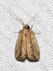 Acrapex brunnea
