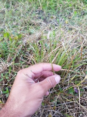 Eragrostis elliottii