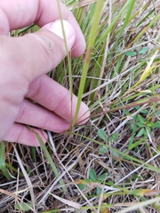 Eragrostis elliottii