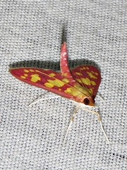 Stenochora lancinalis
