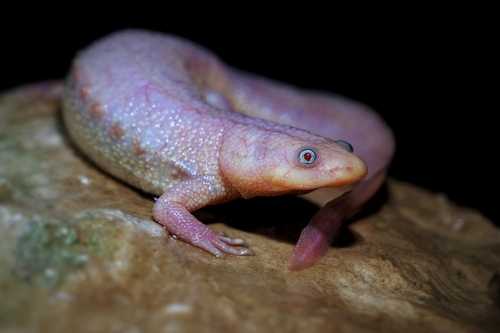 Iberian Ribbed Newt, photo 5 of 10