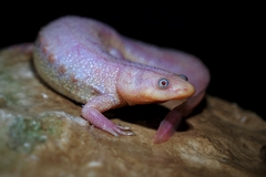 Sharp-Ribbed Salamander photo 4