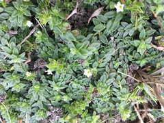 Heliotropium formosanum