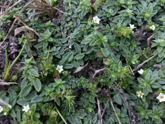 Heliotropium formosanum