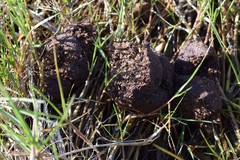 Sus scrofa domesticus