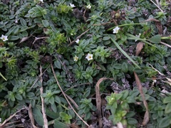 Heliotropium formosanum