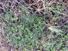 Heliotropium formosanum