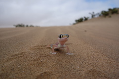 Pachydactylus rangei