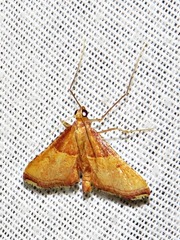 Endotricha erythralis