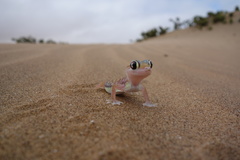 Pachydactylus rangei