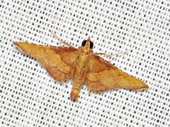 Endotricha erythralis