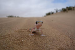 Pachydactylus rangei