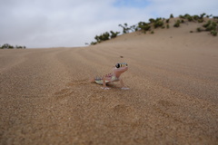 Pachydactylus rangei