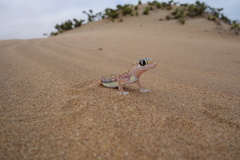 Pachydactylus rangei
