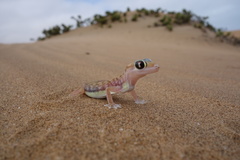 Pachydactylus rangei