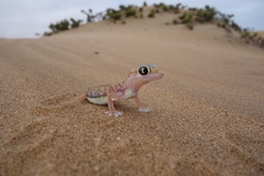 Pachydactylus rangei