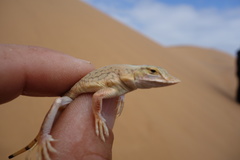 Meroles anchietae