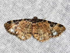 Melanthia ustiplaga