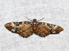 Melanthia ustiplaga