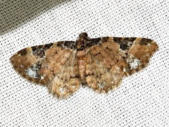 Melanthia ustiplaga