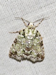 Blenina squamifera