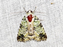 Blenina squamifera