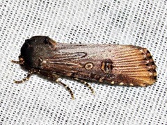 Micragrotis interstriata