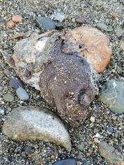 Lepidopsetta bilineata