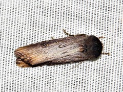 Micragrotis interstriata